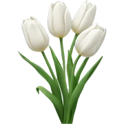 Withe tulips  sticker