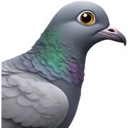 Pigeon sticker