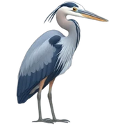 Blue heron sticker