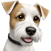 Jack Russel cross Maltese  sticker