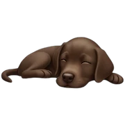 Chocolate labrador puppie sleeping in a blue bed sticker