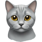 british shorthair silver shaded sticker