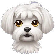 Maltese with hair tied up sticker