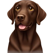 Chocolate Labrador sticker