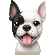 White boston terrier white sticker