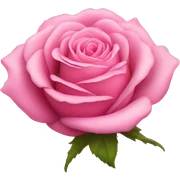 Pink rose  sticker