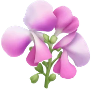 Sweet pea sticker