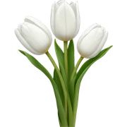 White tulips sticker