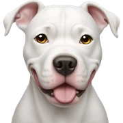White Pitbull sticker