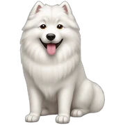 samoyed sticker