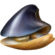 Mussel sticker