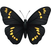 Black butterfly  sticker