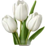 White Tulips sticker