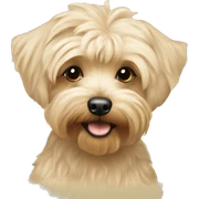 Cream colored Yorkipoo sticker
