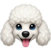 Poodle  sticker