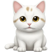 White munchkin cat  sticker