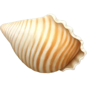 seashell sticker