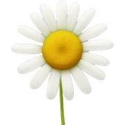 CHAMOMILE sticker