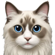 ragdoll cat sticker