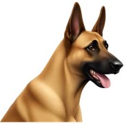 belgian Malinois sticker