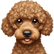 Brown toy poodle laying sticker