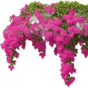 Bright pink bougainvillea flowers cascading over a white stucco wall. sticker