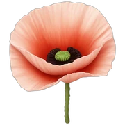 poppy sticker