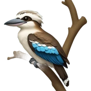 Kookaburra bird sticker