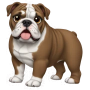 English Bulldog dark brown sticker