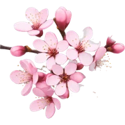 Cherry Blossom sticker