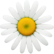 daisy sticker