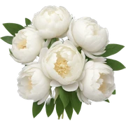 White peonies bouquet  sticker