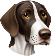 German shorthair pointer  sticker