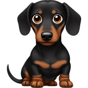 Black and brown fat dachshund with big brown eyes with body sticker