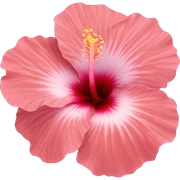 Hibiscus sticker