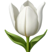 white tulip sticker