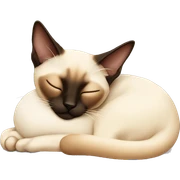 siamese cat sleeping  sticker