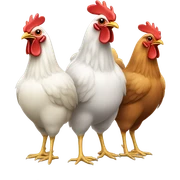 Three chickens sticker