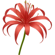 Red spider lily sticker