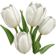 White tulips sticker