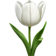 White tulips  sticker