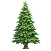  actual white fir christmas tree isolated.  sticker