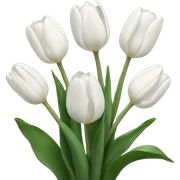 white tulips  sticker