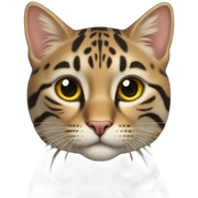 Tieger Katze sticker