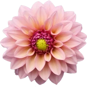 Dahlia  sticker