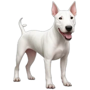 bull terrier blanc sticker