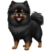 angry-black-pomeranian sticker