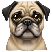 perro pug negro macho sticker