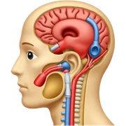 auditory system anatomy sticker