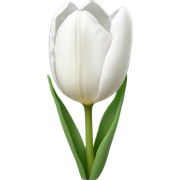 White tulip sticker